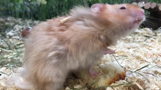 Goldhamster beim fressen