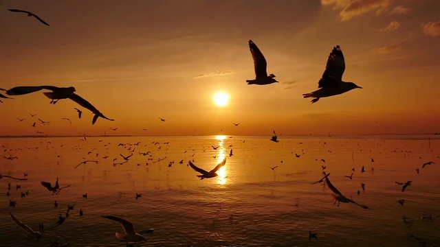 Seagulls Flying Above Sea At Sunset.