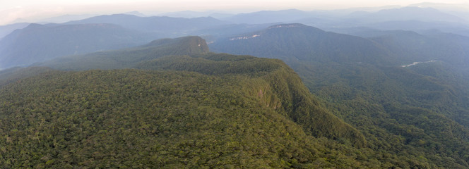 Unidentified terrestrial orchid flowering in mossy montane rainforest. At 1500m elevation on a Tepuy (flat topped sandstone mountain), above Rio Nangaritza Valley in the Cordillera del Condor, Ecuador