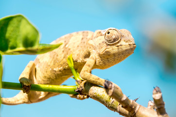 Camaleão Africano
