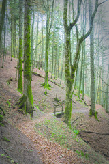 sentiero in una foresta da'autunno