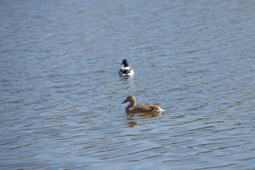 Duck floating on the lake