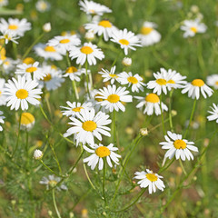 Fototapeta premium Falsche Kamille, Tripleurospermum maritimum