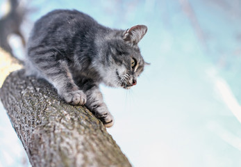beautiful cute striped kitten descends from high tree down in the garden