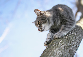 cute striped kitten descends from tall tree to bark