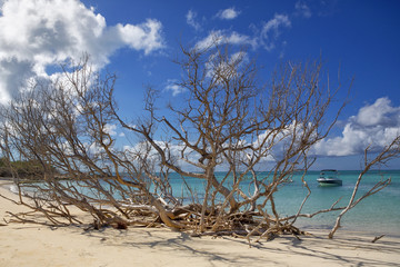 Tree on a caribbean beach