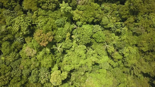 Aerial top down view of rainforest deforestation to make way for palm oil plantations and construction