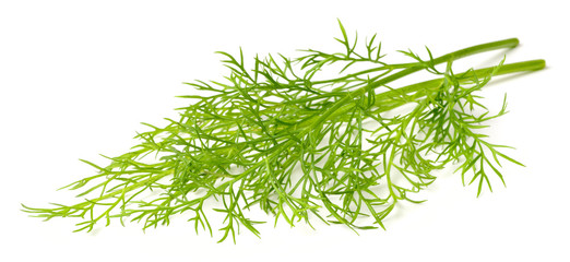 closeup of fresh dill weed isolated on white