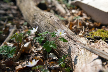 Anemone enjoys the sun
