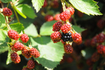 Brombeeren