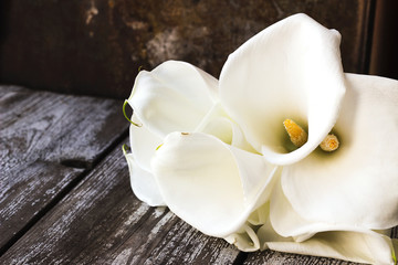 Bouquet of white calla lily flowers