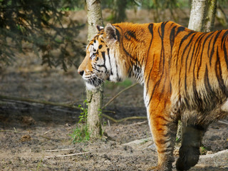 Tigre