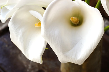 Fototapeta na wymiar Bouquet of white calla lily flowers