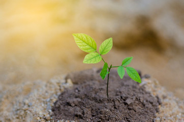Arid soil sapling Nature Conservation Prevention Global Warming