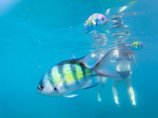 Tourist snorkeling with sergeant fish in the blue thai sea near Ko Ngai, Ko Lanta, Thailand