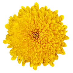 Flower  yellow  Chrysanthemum   isolated on white background. Flower bud close up.  Element of design.