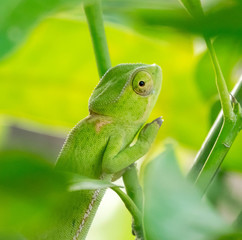 Camaleão Africano