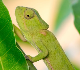 Camaleão Africano