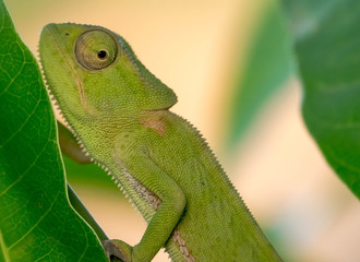 Camaleão Africano