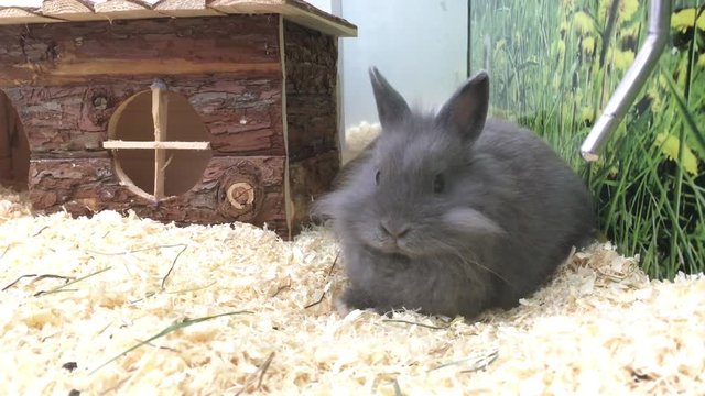 Zwergkaninchen, Kaninchen