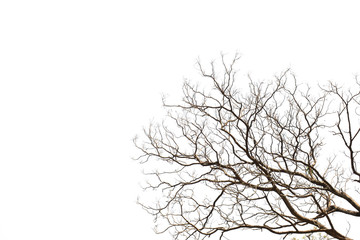 Bare tree branches isolated on white background