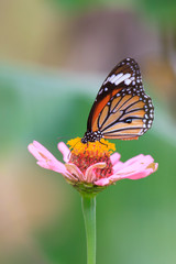 Fototapeta na wymiar Butterflies and colorful flowers.