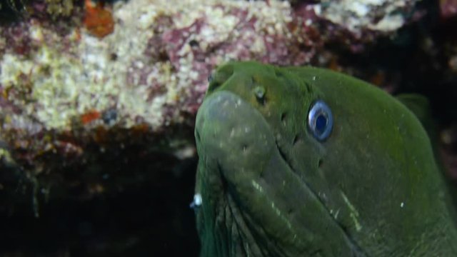 Panamic Green Moray Eel (Gymnothorax castaneus), mouth wide open resting in reefs of the Sea of Cortez, Pacific ocean. Cabo Pulmo, Baja California Sur, Mexico. Cousteau named it The world's aquarium.