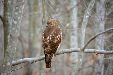 Red Tailed Hawk in Virginia forest wilderness