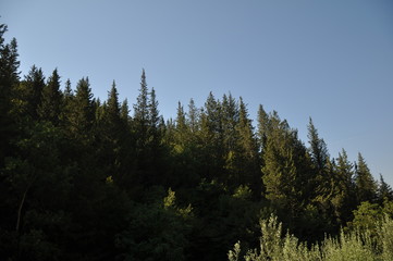 cipresseta