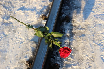 Red rose lying on the rail with the snow background and sunset shadows