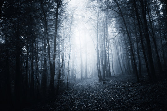 dark forest background