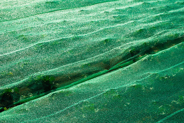 畑・防鳥ネット