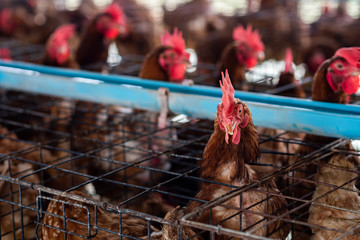 Chicken breeders from the farm.