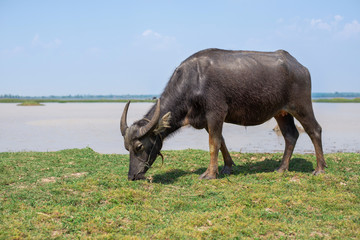 Buffalo is eating grass along the river