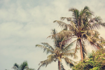 Fototapeta na wymiar Coconut palm trees, beautiful tropical background, vintage filter
