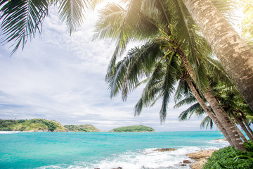 Obraz na płótnie Canvas Coconut palm trees, beautiful tropical background, vintage filter