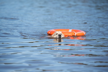 retriever golden labrador waterwork training