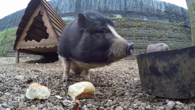 Maiali che mangiano il pane