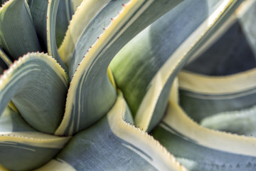 Macro details of an Aloe Vera plant