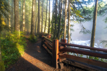 Hiking Trails at Lower Lewis River Trail