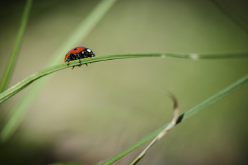 Obraz premium Ladybug on the grass against blurry background .
