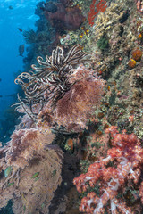 Coral reef off coast of Bali
