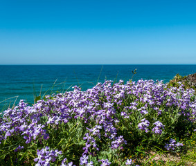 Landscape of sardinian coast in spring