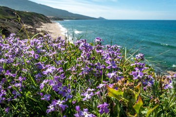 Landscape of sardinian coast in spring