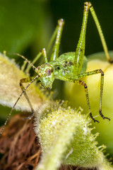 Katydid on flower in garden