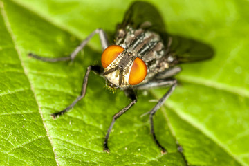 housefly,Musca domestica