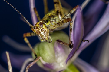 Katydid on flower in garden