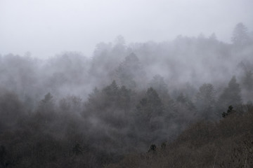 Forêt dans la brume
