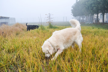 Golden retriever