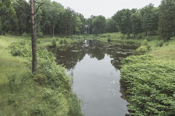 forest pond landscape